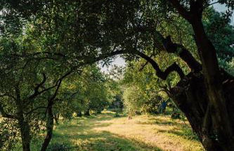 Green & blue - Foto 32