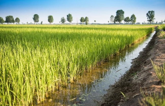 Azienda Agricola Le Colombare - Foto 46