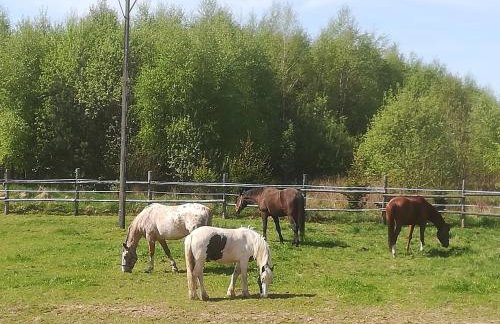 Pensjonat Przy Stajni - Foto 49