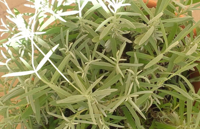 Maison Re di Roma - Foto 48