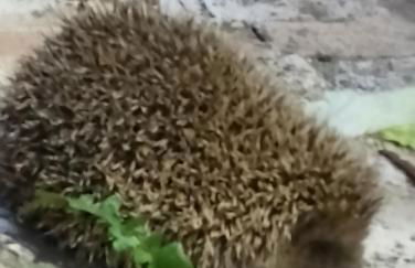 La Casetta Nel Bosco Delle Nereidi - Foto 12