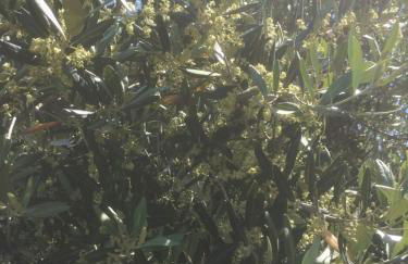 agriturismo cerquatonda - Foto 107