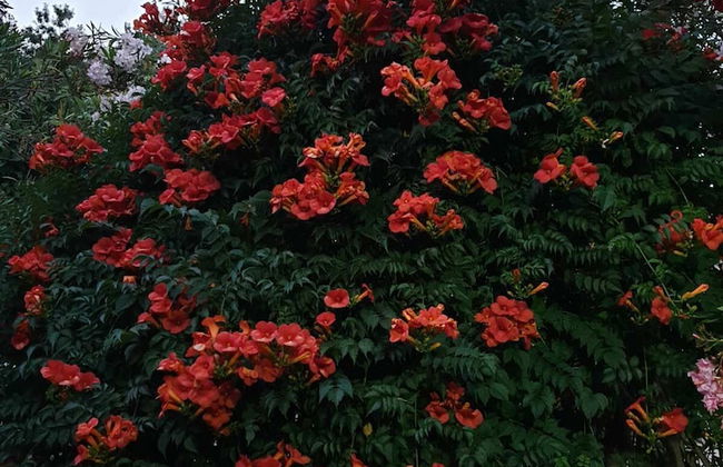 Vila Elkom - Foto 37