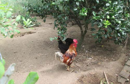 Quinta da Maria - Foto 9