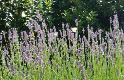 B&B Casa Zia Cianetta Residenza di Campagna - Foto 68