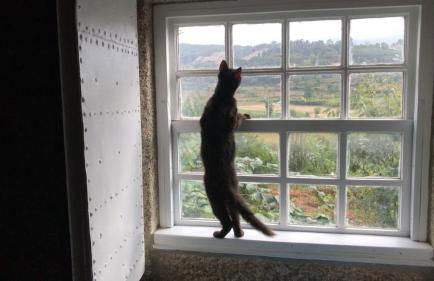 Quinta do Pinheiro - Foto 21