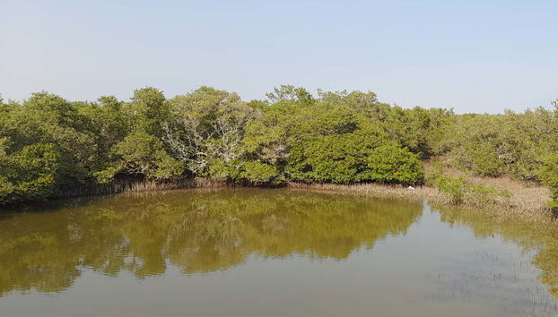 Al Thakira Reserve Kayak Tour - Photo 3, Paddle around this unique landscape