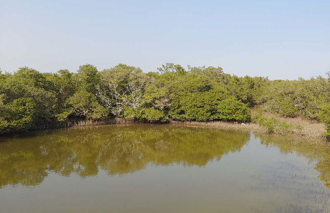 Al Thakira Reserve Kayak Tour - Photo 3