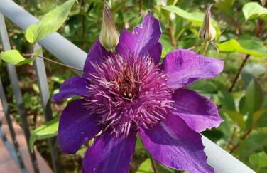 V . P. 23 Mugello - Foto 48