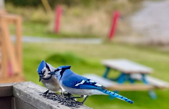Bonne Bay Cottages - Photo 80