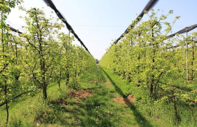 Agriturismo Palazzo Minelli - Foto 37
