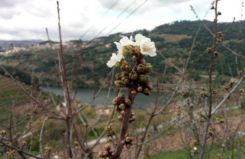 Douro Balcony - Foto 69