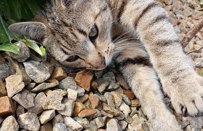 Mobile Home - Sleeps 6 - Pets Ok - Parking - Foto 13