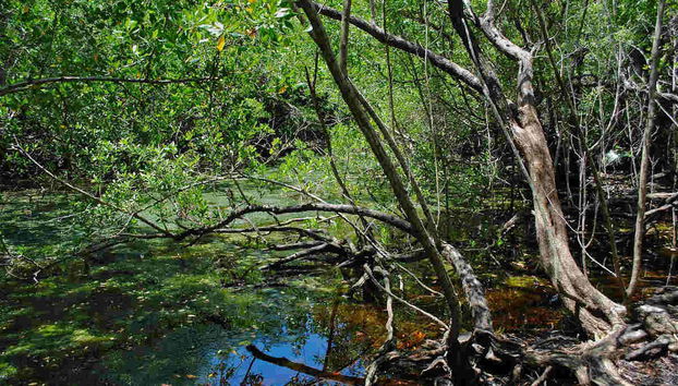 Zone de mangroves de la lagune de Tres Palos