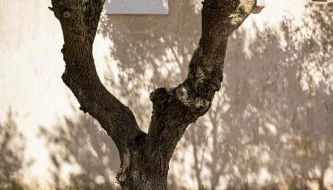 Can Noves - Villa de 4 Suites 22 y 34 - Foto 5