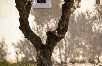 Can Noves - Villa de 4 Suites 22 y 34 - Foto 5