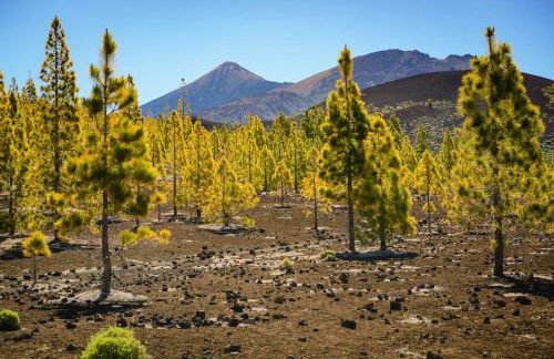 Sea La Vie Tabaiba - Piscina, Parking & Tenis - Foto 44