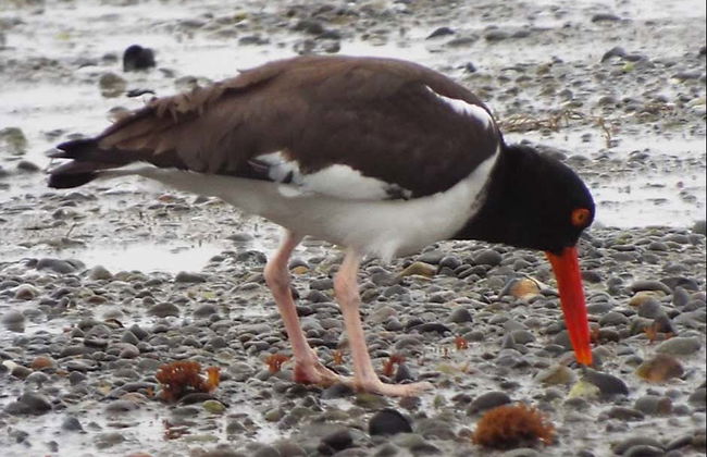 Birdwatching on the Carretera Austral - Foto 3