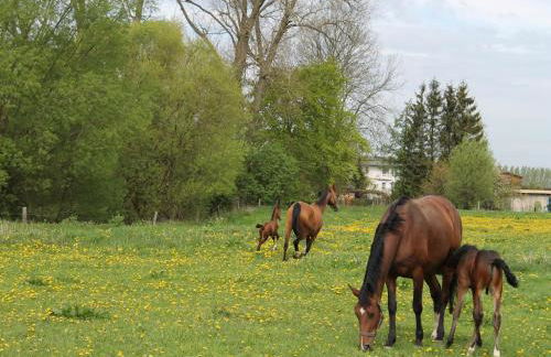 Ferienhaus in der Naehe der Ostsee - Foto 34