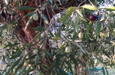 Il Filo di Arianna Cottage di Campagna - Photo 48