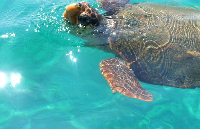 Cruzeiro com avistamento de tartarugas - Foto 1