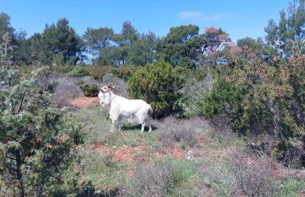 Studio apartment in Mali Losinj with terrace, air conditioning, WiFi, washing machine 4913-2 - Foto 22