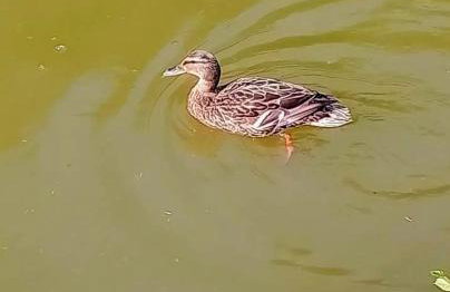 Siedlisko Sielska Dolina Nad Stawem luksusowy domek całoroczny z klimatyzacją - Foto 18