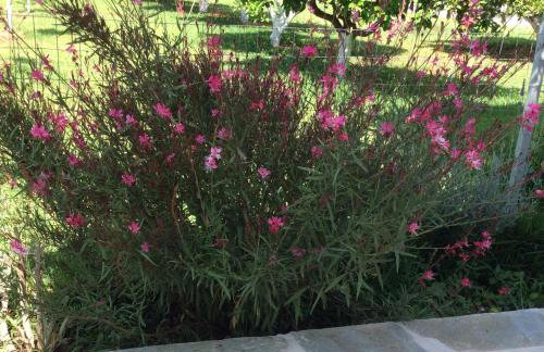 Kardiakafti Village - Foto 12