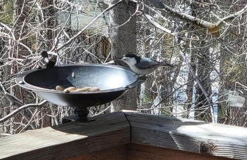 Four Seasons Getaway-Private Hot Spa with Pine Tree Views-Walk to Village and Pineknot Trailhead-Plus King Bed! - Photo 39