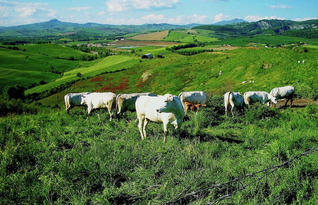 Farmhouse in Proceno With Pool - Foto 38