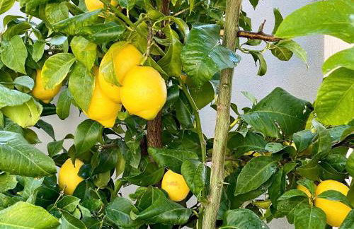 La Casa de Cristal - Alpujarra Escape - Foto 47