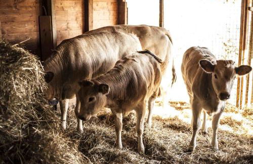 Azienda Agrituristica Alcastlè - Foto 59