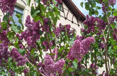 Zillestuben Altenburg - Foto 15