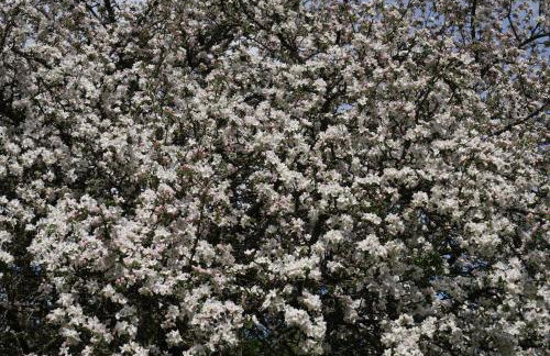 Pustki Rekowskie - Zielone Serce Kaszub - Foto 24