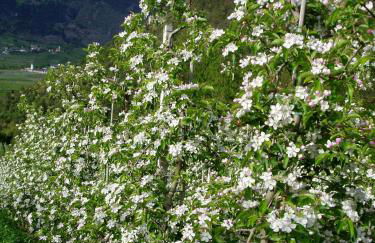 Schlosshof zu Montani - Foto 13