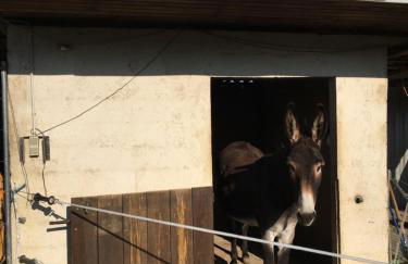 JARDIN DE CAMPAGNE - Foto 21