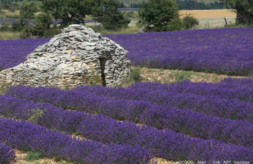 Les Terrasses - Gordes - Photo 76