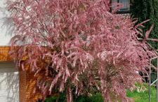 Ferienhaus Mauersegler - Foto 9