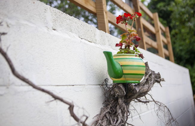 The Cherries - Photo 31