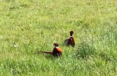 Ideally located Luxury Country Escape-The Lookout-with private garden dog friendly and private hot tub - Foto 30