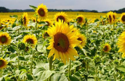 Ferienwohnungen am Krakower See - Foto 39