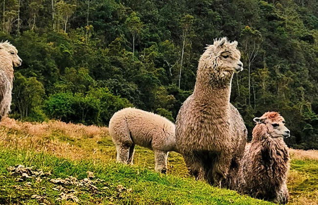 Trekking al Parco nazionale di Cajas - Foto 1