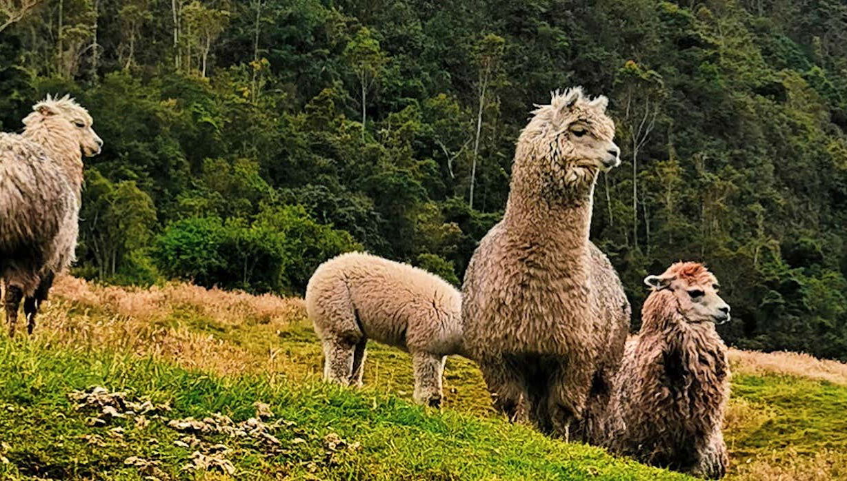 Hiking in the Cajas National Park