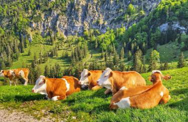 Ferienwohnung Green Deer - Foto 24