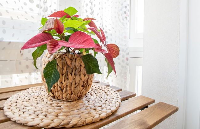 Apartamento Cadiz Compañia - Foto 17