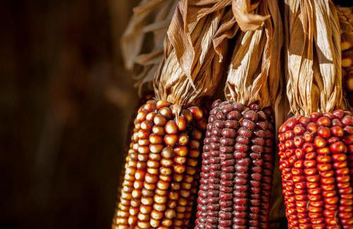 Mas Vermell - Foto 34