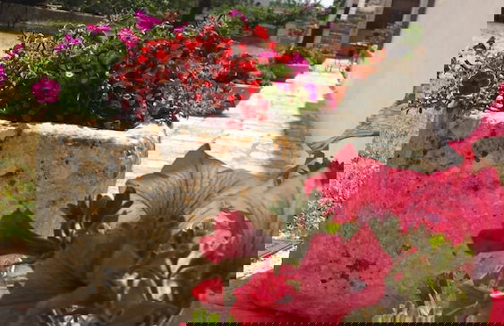 Masseria Gianca - Foto 31