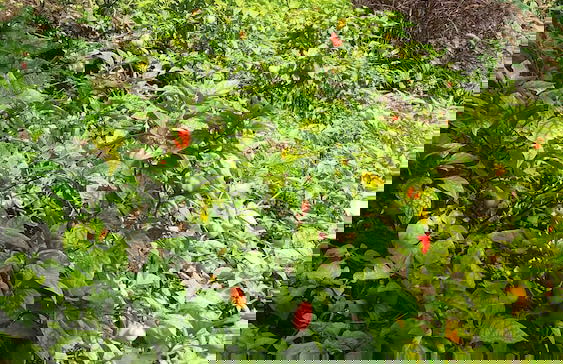 Berkey's Jungle Paradise - Photo 57