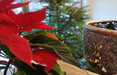 Skotopaska - Foto 52