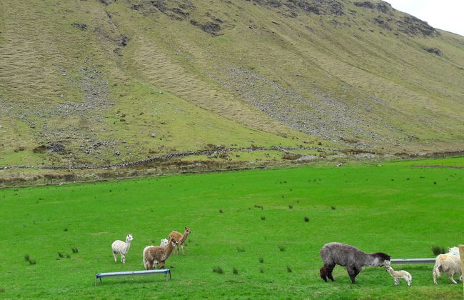 Little Irish Cottage - Foto 19